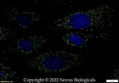 Immunocytochemistry/ Immunofluorescence: HSP60 Antibody - BSA Free [NBP1-77397]