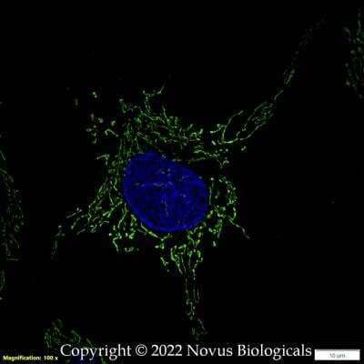 Immunocytochemistry/ Immunofluorescence: HSP60 Antibody - BSA Free [NBP1-77397]