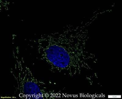 Immunocytochemistry/ Immunofluorescence: HSP60 Antibody - BSA Free [NBP1-77397]