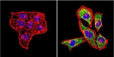 Immunocytochemistry/ Immunofluorescence: HSP60 Antibody (2E1/53) [NB120-5479]