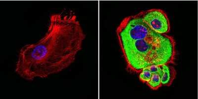 Immunocytochemistry/ Immunofluorescence: HSP60 Antibody (2E1/53) [NB120-5479]