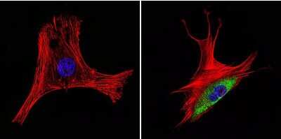 Immunocytochemistry/ Immunofluorescence: HSP60 Antibody (2E1/53) [NB120-5479]