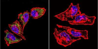Immunocytochemistry/ Immunofluorescence: HSP60 Antibody (2E1/53) [NB120-5479]