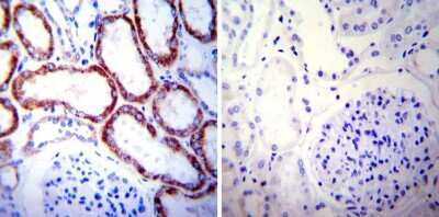Immunohistochemistry-Paraffin: HSP60 Antibody (2E1/53) [NB120-5479]