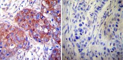 Immunohistochemistry-Paraffin: HSP60 Antibody (2E1/53) [NB120-5479]