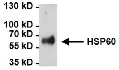 Immunoprecipitation: HSP60 Antibody (2E1/53) [NB120-5479]