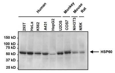 Western Blot: HSP60 Antibody (2E1/53) [NB120-5479]