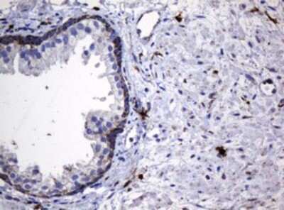 Immunohistochemistry: HSP60 Antibody (OTI3A2) [NBP2-46008]