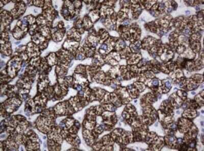 Immunohistochemistry: HSP60 Antibody (OTI3A2) [NBP2-46008]