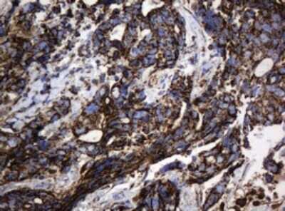 Immunohistochemistry: HSP60 Antibody (OTI3A2) [NBP2-46008]