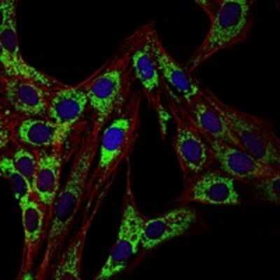 Immunocytochemistry/ Immunofluorescence: HSP60 Antibody (3G8) - BSA Free [NBP2-37617]