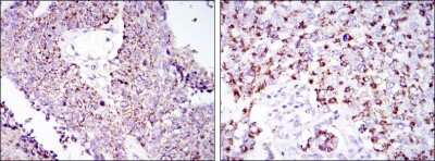 Immunohistochemistry: HSP60 Antibody (3G8) - BSA Free [NBP2-37617]