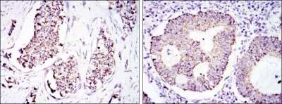 Immunohistochemistry: HSP60 Antibody (3G8) - BSA Free [NBP2-37617]