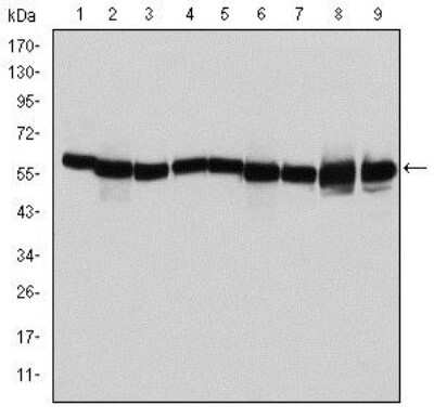 Western Blot: HSP60 Antibody (3G8)BSA Free [NBP2-37617]