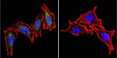 Immunocytochemistry/ Immunofluorescence: HSP60 Antibody (4B9/89) - Azide and BSA Free [NBP2-22440]