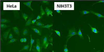 Immunocytochemistry/ Immunofluorescence: HSP60 Antibody (4B9/89) - Azide and BSA Free [NBP2-22440]