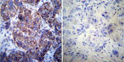 Immunohistochemistry-Paraffin: HSP60 Antibody (4B9/89) - Azide and BSA Free [NBP2-22440]