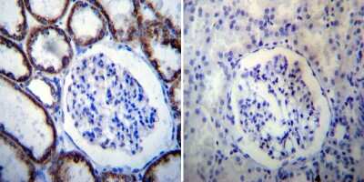 Immunohistochemistry-Paraffin: HSP60 Antibody (4B9/89) - Azide and BSA Free [NBP2-22440]