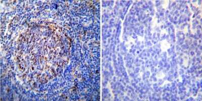 Immunohistochemistry-Paraffin: HSP60 Antibody (4B9/89) - Azide and BSA Free [NBP2-22440]