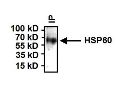 Immunoprecipitation: HSP60 Antibody (4B9/89) - Azide and BSA Free [NBP2-22440]