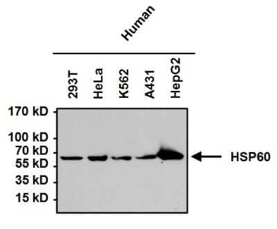 Western Blot: HSP60 Antibody (4B9/89)Azide and BSA Free [NBP2-22440]