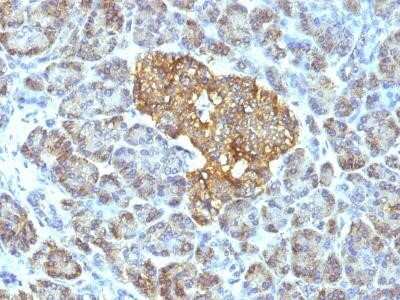 Immunohistochemistry-Paraffin: HSP60 Antibody (GROEL/730) - Azide and BSA Free [NBP2-34625]