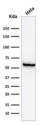 Western Blot: HSP60 Antibody (GROEL/730)Azide and BSA Free [NBP2-34625]