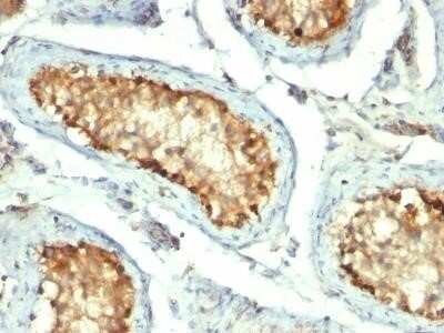 Immunohistochemistry-Paraffin: HSP60 Antibody (GROEL/730) - IHC-Prediluted [NBP2-44757]