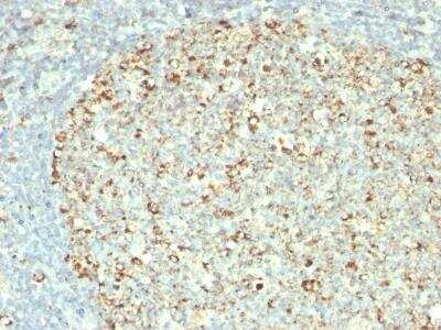 Immunohistochemistry-Paraffin: HSP60 Antibody (GROEL/730) [NBP2-32868]