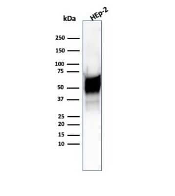 Western Blot: HSP60 Antibody (HSPD1/6496R)Azide and BSA Free [NBP3-08938]