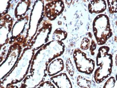 Immunohistochemistry-Paraffin: HSP60 Antibody (HSPD1/6496R) [NBP3-07194]