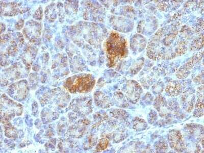 Immunohistochemistry-Paraffin: HSP60 Antibody (HSPD1/780) - Azide and BSA Free [NBP2-47843]