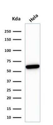 Western Blot: HSP60 Antibody (HSPD1/780)Azide and BSA Free [NBP2-47843]