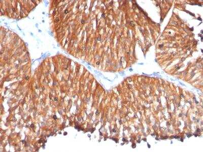 Immunohistochemistry-Paraffin: HSP60 Antibody (HSPD1/780) - IHC-Prediluted [NBP2-48187]