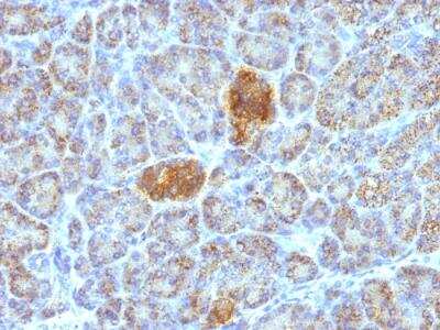 Immunohistochemistry-Paraffin: HSP60 Antibody (HSPD1/780) - IHC-Prediluted [NBP2-48187]