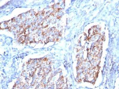Immunohistochemistry-Paraffin: HSP60 Antibody (HSPD1/780) [NBP2-44758]