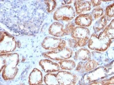 Immunohistochemistry-Paraffin: HSP60 Antibody (HSPD1/780) [NBP2-44758]