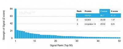 Protein Array: HSP60 Antibody (HSPD1/780) [NBP2-44758]