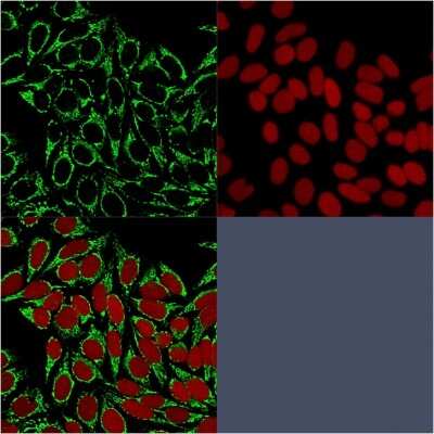 Immunocytochemistry/ Immunofluorescence: HSP60 Antibody (HSPD1/875) [NBP2-44759]