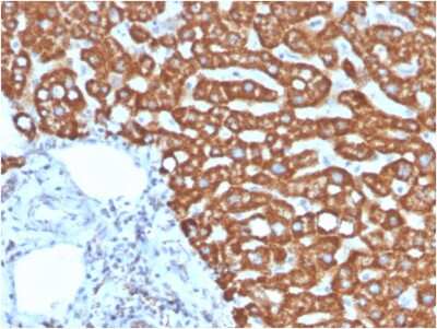 Immunohistochemistry-Paraffin: HSP60 Antibody (HSPD1/875) [NBP2-44759]