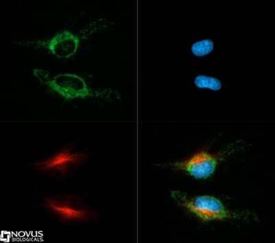 Immunocytochemistry/ Immunofluorescence: HSP60 Antibody - BSA Free [NBP1-77396]