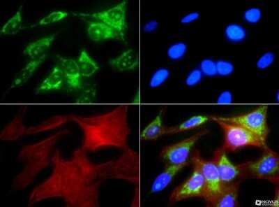 Immunocytochemistry/ Immunofluorescence: HSP60 Antibody - BSA Free [NBP1-77396]