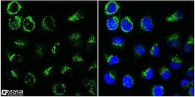 Immunocytochemistry/ Immunofluorescence: HSP60 Antibody - BSA Free [NBP1-77397]