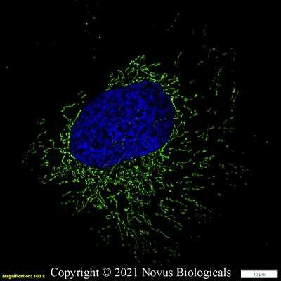 Immunocytochemistry/ Immunofluorescence: HSP60 Antibody - BSA Free [NBP1-77397]