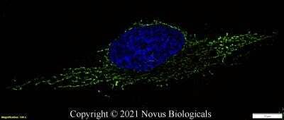 Immunocytochemistry/ Immunofluorescence: HSP60 Antibody - BSA Free [NBP1-77397]