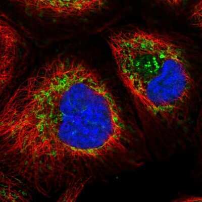 Immunocytochemistry/ Immunofluorescence: HSP60 Antibody [NBP2-55503]