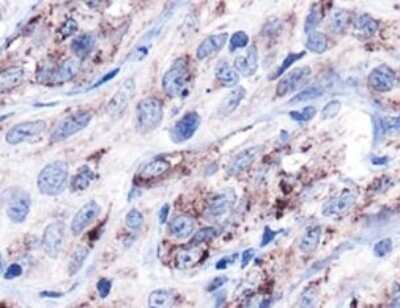 Immunohistochemistry: HSP60 Antibody - BSA Free [NBP1-77396]