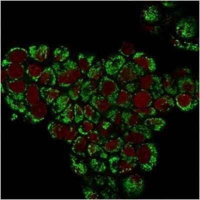 Immunocytochemistry/ Immunofluorescence: HSP60 Antibody (LK1) - Azide and BSA Free [NBP2-34670]