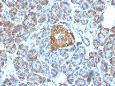 Immunohistochemistry-Paraffin: HSP60 Antibody (LK1) - Azide and BSA Free [NBP2-34670]
