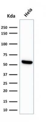 Western Blot: HSP60 Antibody (LK1)Azide and BSA Free [NBP2-34670]